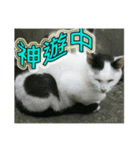 Street cat emoticons _ 1（個別スタンプ：9）