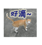 Street cat emoticons _ 1（個別スタンプ：10）