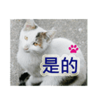 Street cat emoticons _ 1（個別スタンプ：11）