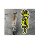 Street cat emoticons _ 1（個別スタンプ：13）