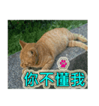 Street cat emoticons _ 1（個別スタンプ：14）