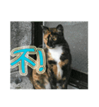 Street cat emoticons _ 1（個別スタンプ：15）