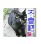 Street cat emoticons _ 1（個別スタンプ：17）