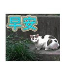 Street cat emoticons _ 1（個別スタンプ：18）