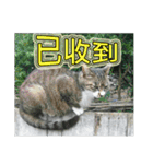 Street cat emoticons _ 1（個別スタンプ：19）