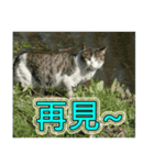 Street cat emoticons _ 1（個別スタンプ：20）