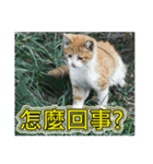 Street cat emoticons _ 1（個別スタンプ：21）