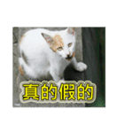 Street cat emoticons _ 1（個別スタンプ：22）