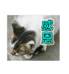 Street cat emoticons _ 1（個別スタンプ：24）