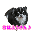 大阪のチワワ♪（個別スタンプ：1）