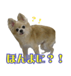 大阪のチワワ♪（個別スタンプ：2）