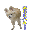 大阪のチワワ♪（個別スタンプ：4）