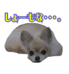 大阪のチワワ♪（個別スタンプ：9）