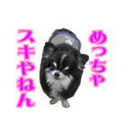 大阪のチワワ♪（個別スタンプ：10）