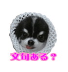 大阪のチワワ♪（個別スタンプ：12）