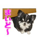 大阪のチワワ♪（個別スタンプ：14）
