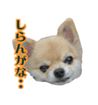 大阪のチワワ♪（個別スタンプ：16）