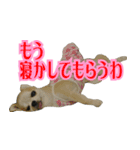 大阪のチワワ♪（個別スタンプ：21）
