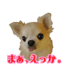 大阪のチワワ♪（個別スタンプ：22）