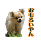 大阪のチワワ♪（個別スタンプ：24）