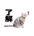 アメリカンショートヘア【 ビビ】② 実写猫（個別スタンプ：3）