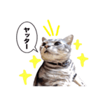 アメリカンショートヘア【 ビビ】② 実写猫（個別スタンプ：6）