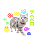 アメリカンショートヘア【 ビビ】② 実写猫（個別スタンプ：7）