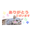 アメリカンショートヘア【 ビビ】② 実写猫（個別スタンプ：10）