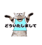 アメリカンショートヘア【 ビビ】② 実写猫（個別スタンプ：11）