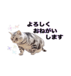 アメリカンショートヘア【 ビビ】② 実写猫（個別スタンプ：12）