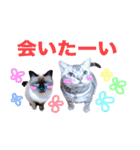 アメリカンショートヘア【 ビビ】② 実写猫（個別スタンプ：15）