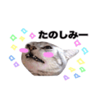 アメリカンショートヘア【 ビビ】② 実写猫（個別スタンプ：16）