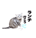 アメリカンショートヘア【 ビビ】② 実写猫（個別スタンプ：18）