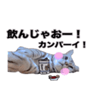 アメリカンショートヘア【 ビビ】② 実写猫（個別スタンプ：19）