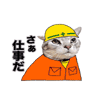 アメリカンショートヘア【 ビビ】② 実写猫（個別スタンプ：20）