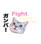 アメリカンショートヘア【 ビビ】② 実写猫（個別スタンプ：21）