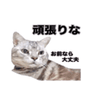 アメリカンショートヘア【 ビビ】② 実写猫（個別スタンプ：22）