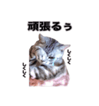 アメリカンショートヘア【 ビビ】② 実写猫（個別スタンプ：23）