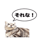 アメリカンショートヘア【 ビビ】② 実写猫（個別スタンプ：28）