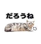 アメリカンショートヘア【 ビビ】② 実写猫（個別スタンプ：29）
