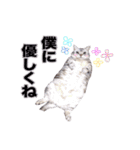 アメリカンショートヘア【 ビビ】② 実写猫（個別スタンプ：30）