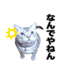 アメリカンショートヘア【 ビビ】② 実写猫（個別スタンプ：31）