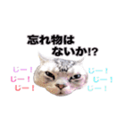 アメリカンショートヘア【 ビビ】② 実写猫（個別スタンプ：33）