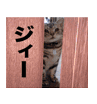 アメリカンショートヘア【 ビビ】② 実写猫（個別スタンプ：38）