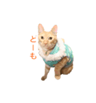 茶とら猫 フェリックスの日常（個別スタンプ：1）