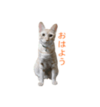 茶とら猫 フェリックスの日常（個別スタンプ：2）