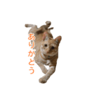 茶とら猫 フェリックスの日常（個別スタンプ：3）