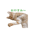 茶とら猫 フェリックスの日常（個別スタンプ：5）