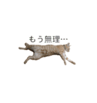 茶とら猫 フェリックスの日常（個別スタンプ：6）