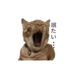 茶とら猫 フェリックスの日常（個別スタンプ：8）